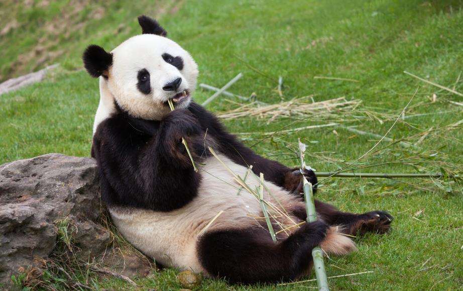 湖南汉寿：萌趣升级 常德野生动物世界儿童游乐园一期开园-新闻发布