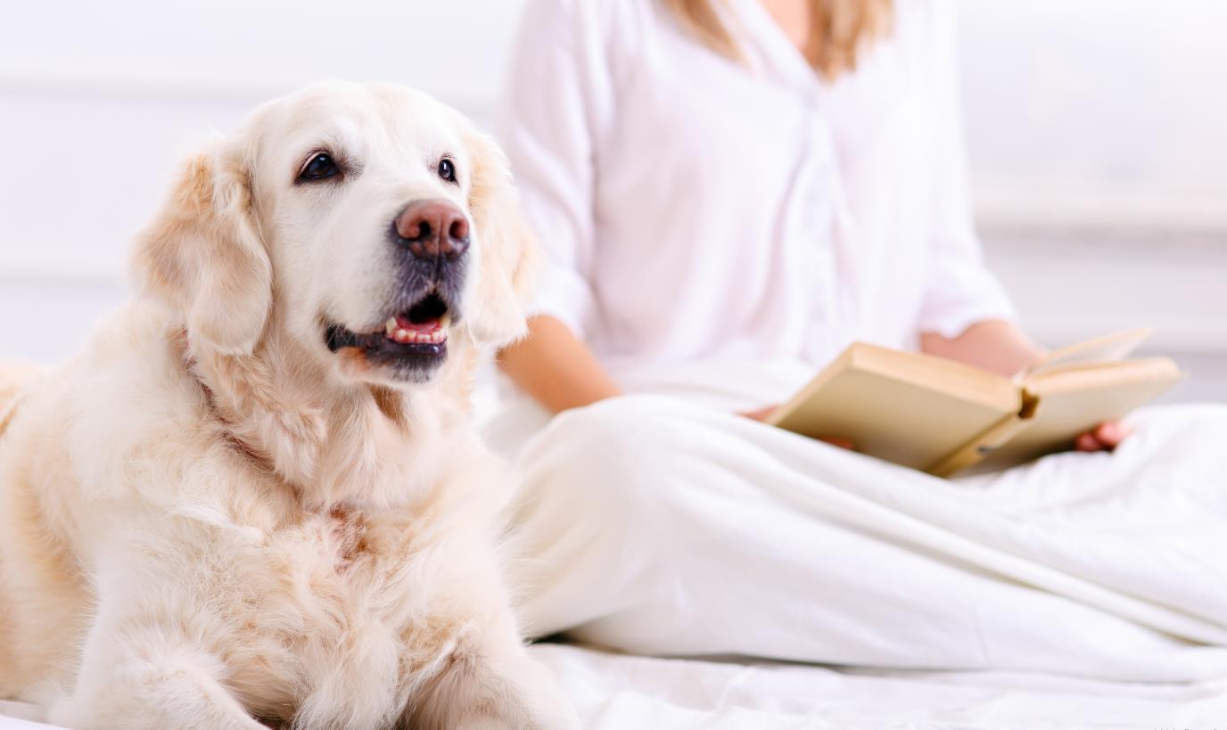 518PetDay lần thứ 2 của công nghệ mạng đã kết thúc thành công! Xây dựng rào cản chuyên nghiệp cho thú cưng và cùng nhau xây dựng một tương lai thân thiện với thú cưng.