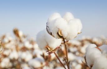 Pure Cotton Era Cotton Soft Towels, 100% cotton for 100% peace of mind